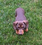 dwerg teckel teefje choco en tan met fci stamboom, Dieren en Toebehoren, Honden | Teckels en Dashonden, CDV (hondenziekte), 8 tot 15 weken