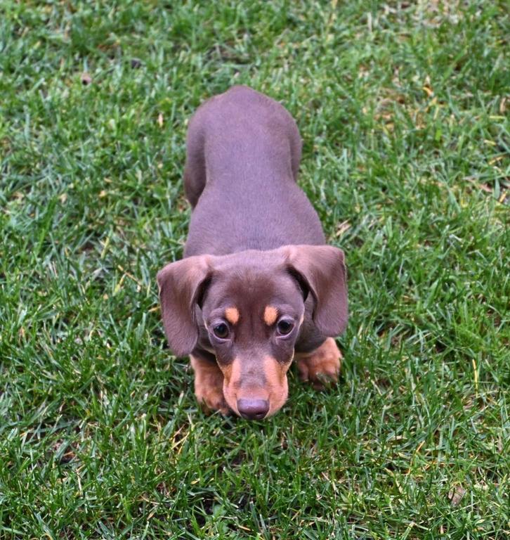 dwerg teckel teefje choco en tan met fci stamboom, Dieren en Toebehoren, Honden | Teckels en Dashonden, Teef, Korthaar, Dwerg