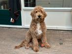 Lieve doodle, Dieren en Toebehoren, Rabiës (hondsdolheid), 15 weken tot 1 jaar, Reu, Eén hond