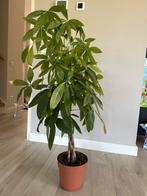 Pachira kamerplant, Ophalen, Overige soorten, 100 tot 150 cm