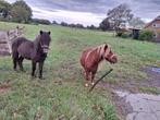 2 shetland ruinen, Dieren en Toebehoren, Paarden, Merrie, Minder dan 160 cm, Recreatiepaard, 0 tot 2 jaar