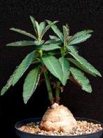 Caudex Monadenium Crispum van oorsprong Tanzania, Overige soorten, Ophalen of Verzenden, In pot, Minder dan 100 cm