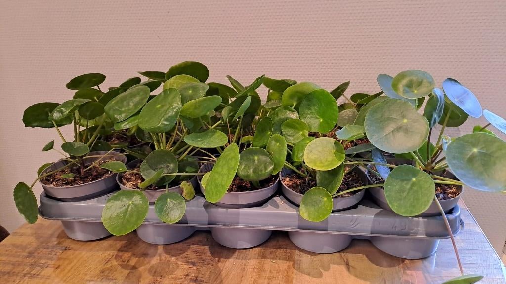 Pannenkoekenplant, Pilea Peperomioides, Huis en Inrichting, Kamerplanten, Ophalen, Overige soorten, Halfschaduw, In pot