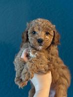 Mini labradoodle/ mini doodle REUTJES te koop!, Parvo, 8 tot 15 weken, Meerdere, Nederland