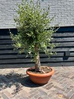 Olijfboom In decoschaal, Tuin en Terras, Planten | Bomen, 100 tot 250 cm, Olijfboom, Zomer, Ophalen