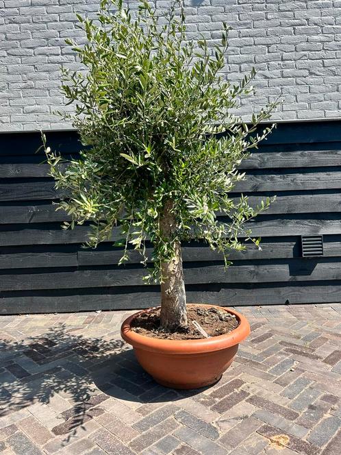 Olijfboom In decoschaal, Tuin en Terras, Planten | Bomen, Olijfboom, 100 tot 250 cm, Volle zon, Zomer, Ophalen