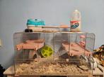 Hamsterkooi met hamster, Dieren en Toebehoren, Maart, Vrouwelijk, Hamster