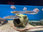 Wildvang Crenicichla Red Atabapo 15-18 cm, Vis