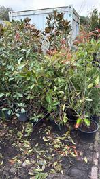 Photunia red robin struiken hoog 150 + potgekweekt 14,95 pst, Vaste plant, Halfschaduw, Zomer, Ophalen