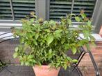Viburnum tinus / sneeuwbal (exclusief pot), Tuin en Terras, Ophalen, Overige soorten