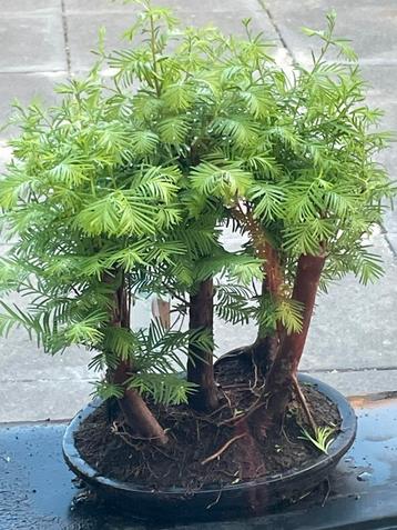 Bonsai bos Metaseqouia beschikbaar voor biedingen