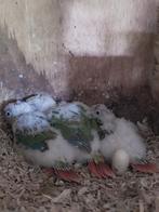 baby pyrrhura.s, Dieren en Toebehoren, Vogels | Parkieten en Papegaaien, Geslacht onbekend, Parkiet, Geringd
