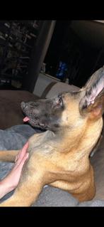 Scooby gezocht, Reu, 1 tot 2 jaar, Eén hond, Nederland