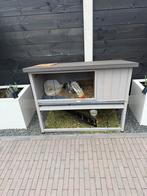 2 lieve konijntjes (minilops), Dieren en Toebehoren, Februari, Meerdere dieren, Overige typen, Tam