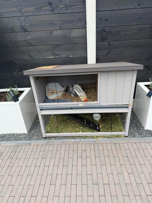 2 lieve konijntjes (minilops), Dieren en Toebehoren, Knaagdieren, Meerdere dieren, Overige typen, Februari, Tam