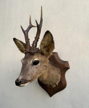 Hertekop of ree met gewei - topstaat - Taxidermie  beschikbaar voor biedingen