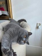 Brits korthaar kater., Dieren en Toebehoren, Katten en Kittens | Raskatten | Korthaar, Kater, Met stamboom, 0 tot 2 jaar