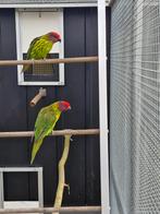 Viooltjes lorie, Dieren en Toebehoren, Vogels | Parkieten en Papegaaien, Meerdere dieren, Parkiet, Geringd