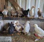 Araucana kippen leggen GROENE eieren., Dieren en Toebehoren, Pluimvee, Kip, Vrouwelijk