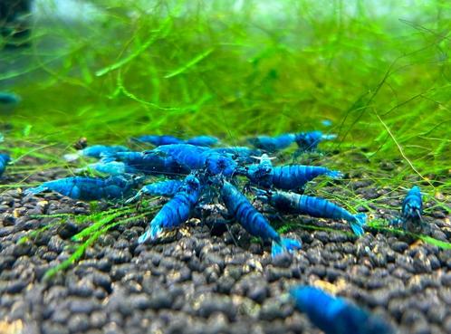 Deep Blue Bolt garnalen | Caridina shrimps, Dieren en Toebehoren, Vissen | Aquariumvissen, Zoetwatervis, Kreeft, Krab of Garnaal