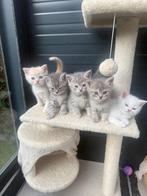 brits langhaar /kort haar, Dieren en Toebehoren, Meerdere dieren, Ontwormd, 0 tot 2 jaar