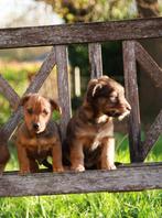 Jack Russel kruising pups, Dieren en Toebehoren, Honden | Jack Russells en Terriërs, Jack Russell Terriër, Reu, 8 tot 15 weken