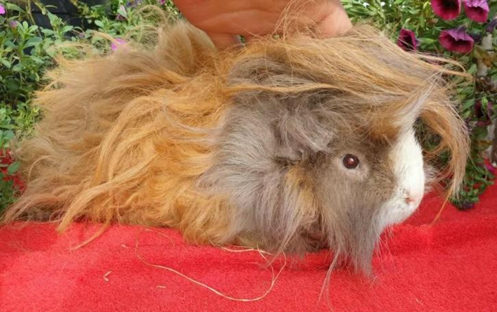 Lunkarya koppel, Dieren en Toebehoren, Knaagdieren, Meerdere dieren, Cavia, April, Tam