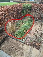 Gratis siergrassen zelf uitgraven, Ophalen, Zomer, Siergrassen, Volle zon