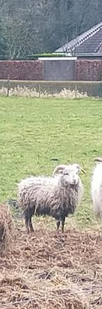 Ouessant rammetje, Dieren en Toebehoren, Mannelijk, Schaap, 0 tot 2 jaar