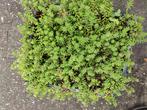 Wit vetkruid, Tuin en Terras, Planten | Tuinplanten, Ophalen