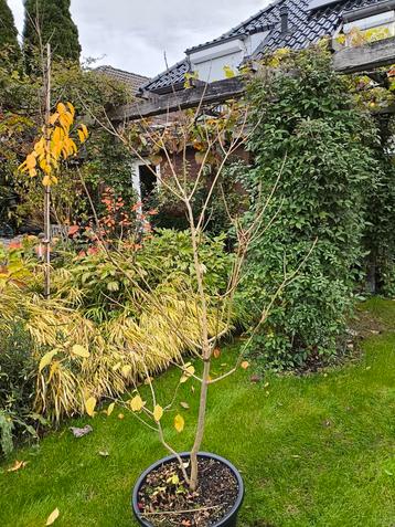 Clerodendrum trichotomum - Kansboom beschikbaar voor biedingen