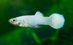 Hobbyaquarium Poec Ret Snow white / guppy, Vis, Zoetwatervis, Schoolvis