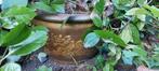 Bloempot, Dieren en Toebehoren, Reptielen en Amfibieën