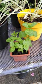 Munt plantje, Ophalen, Zomer, Kruiden, Volle zon
