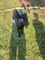 Te koop bok dwergeit, Dieren en Toebehoren, Schapen, Geiten en Varkens, Mannelijk, Geit
