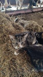 Kittens, Dieren en Toebehoren, Geslacht onbekend, Kortharig, 0 tot 2 jaar