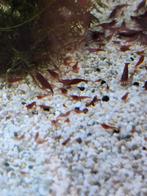 Bloody Mary, Dieren en Toebehoren, Vissen | Aquariumvissen, Vis