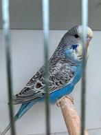 Engelse grasparkieten Melanistic en bont, Meerdere dieren, Parkiet, Geringd