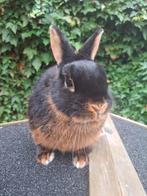 Mary opzoek naar een nieuw huisje, Dieren en Toebehoren, Konijnen, Meerdere dieren, Dwerg