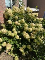 Hortensia en vijgenboom, Overige soorten, 100 tot 250 cm, Zomer, Ophalen