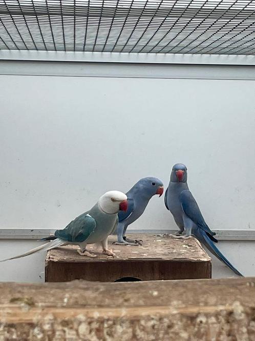 Jonge halsbandparkiet / halsband parkiet baby, Dieren en Toebehoren, Vogels | Parkieten en Papegaaien, Parkiet, Geslacht onbekend