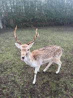 Damhertbok (2x), Mei, Mannelijk