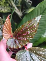 Begonia Maculata Pink Spot p6, Huis en Inrichting, Kamerplanten, Overige soorten, Minder dan 100 cm, Ophalen of Verzenden, Halfschaduw