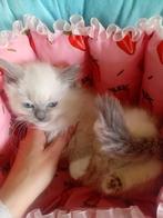 Kittens zuivere Ragdoll blau point, Dieren en Toebehoren, Katten en Kittens | Raskatten | Langhaar