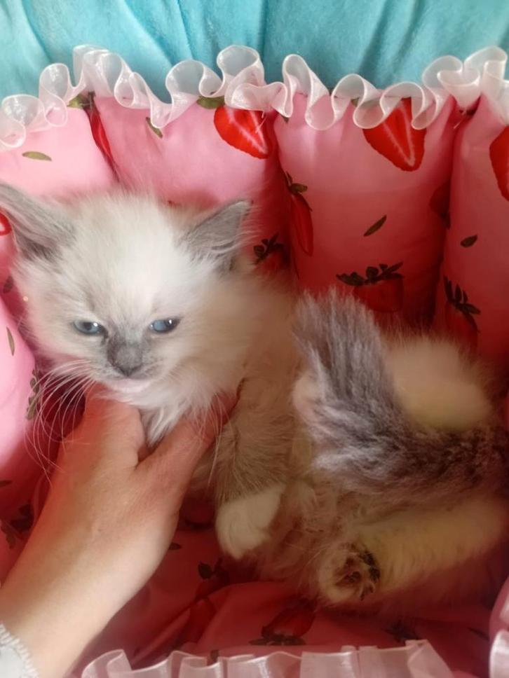 Kittens zuivere Ragdoll blue point, Dieren en Toebehoren, Katten en Kittens | Raskatten | Langhaar, Ontwormd, Ingeënt