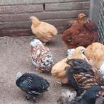 Haantjes 2025, Dieren en Toebehoren, Mannelijk, Kip
