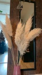 Echte PAMPAM grassen, Ophalen of Verzenden, Nieuw