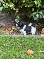 Leuke boomer puppy’s te koop, Dieren en Toebehoren, Honden | Chihuahua's en Gezelschapshonden, Meerdere, Nederland, Particulier