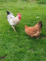 Hanen en Kippen, Dieren en Toebehoren, Pluimvee, Meerdere dieren, Kip