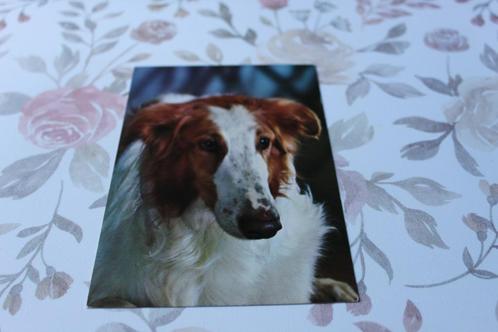 Honden Postkaart - Collie Portret met witte Bles, Frankrijk, Verzamelen, Ansichtkaarten | Dieren, Ongelopen, 1960 tot 1980, Hond of Kat